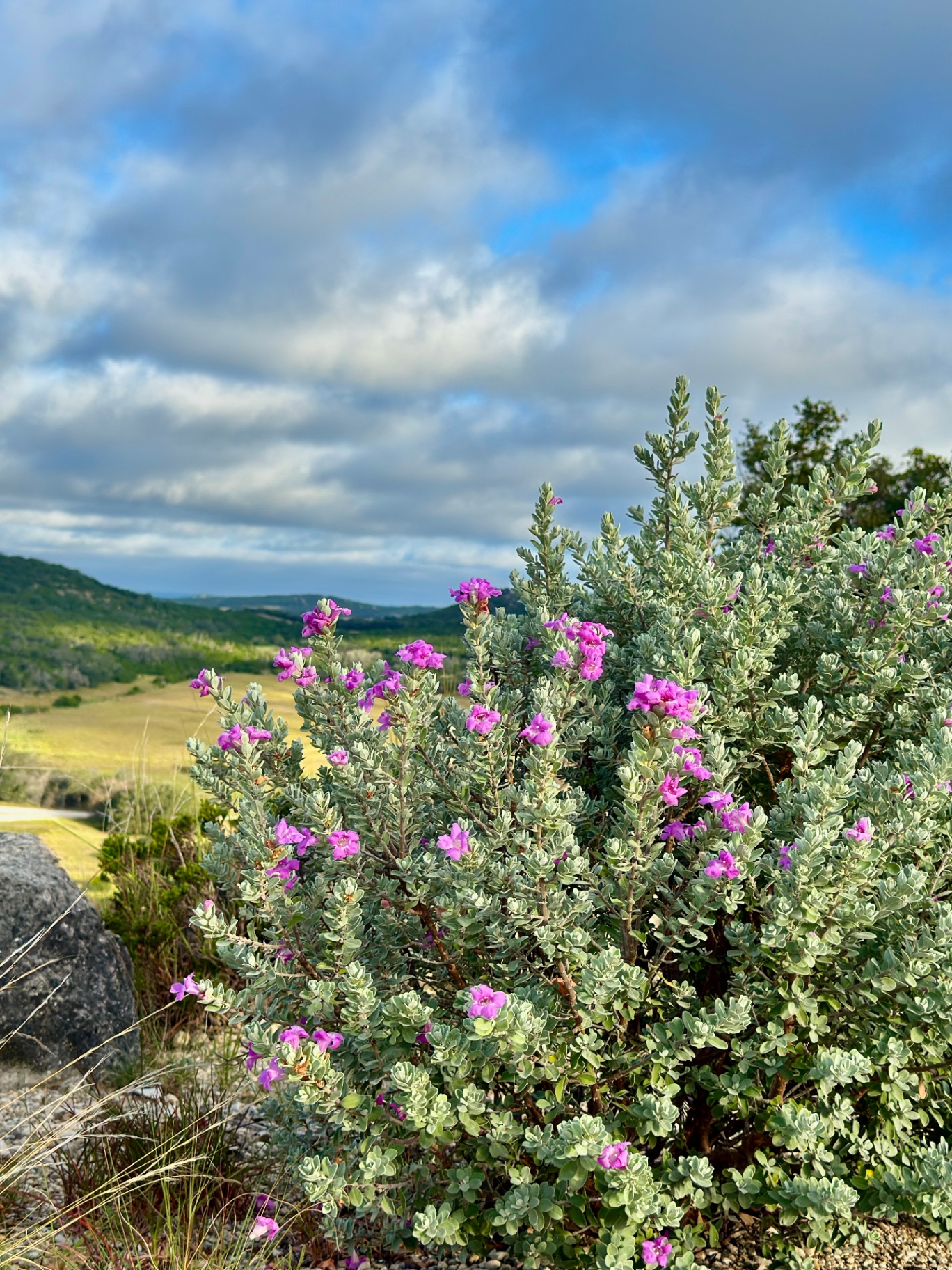 Cenizo in Bloom Over the Hills