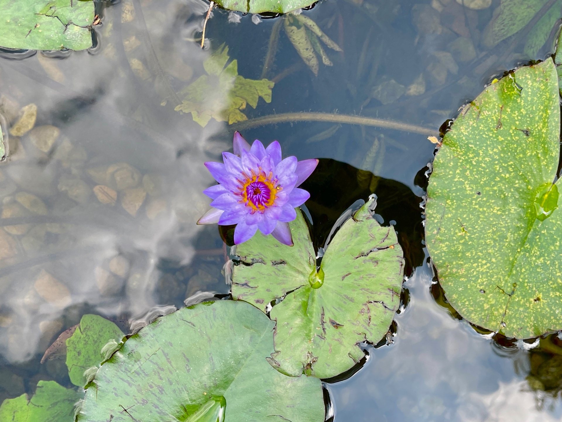 Small Purple Lily on Still Water
