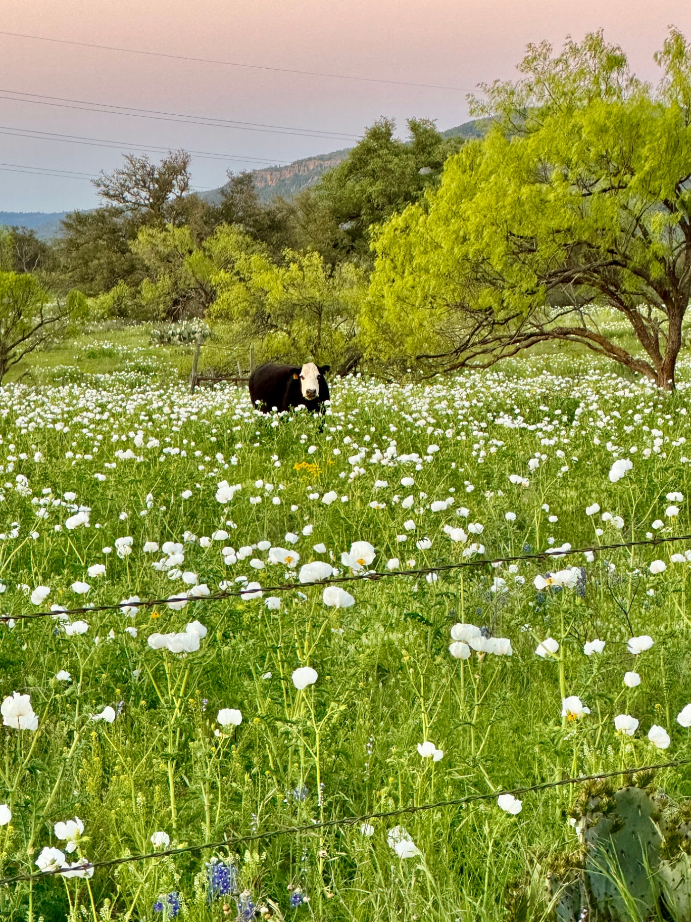 White Poppies & Grazing Cow