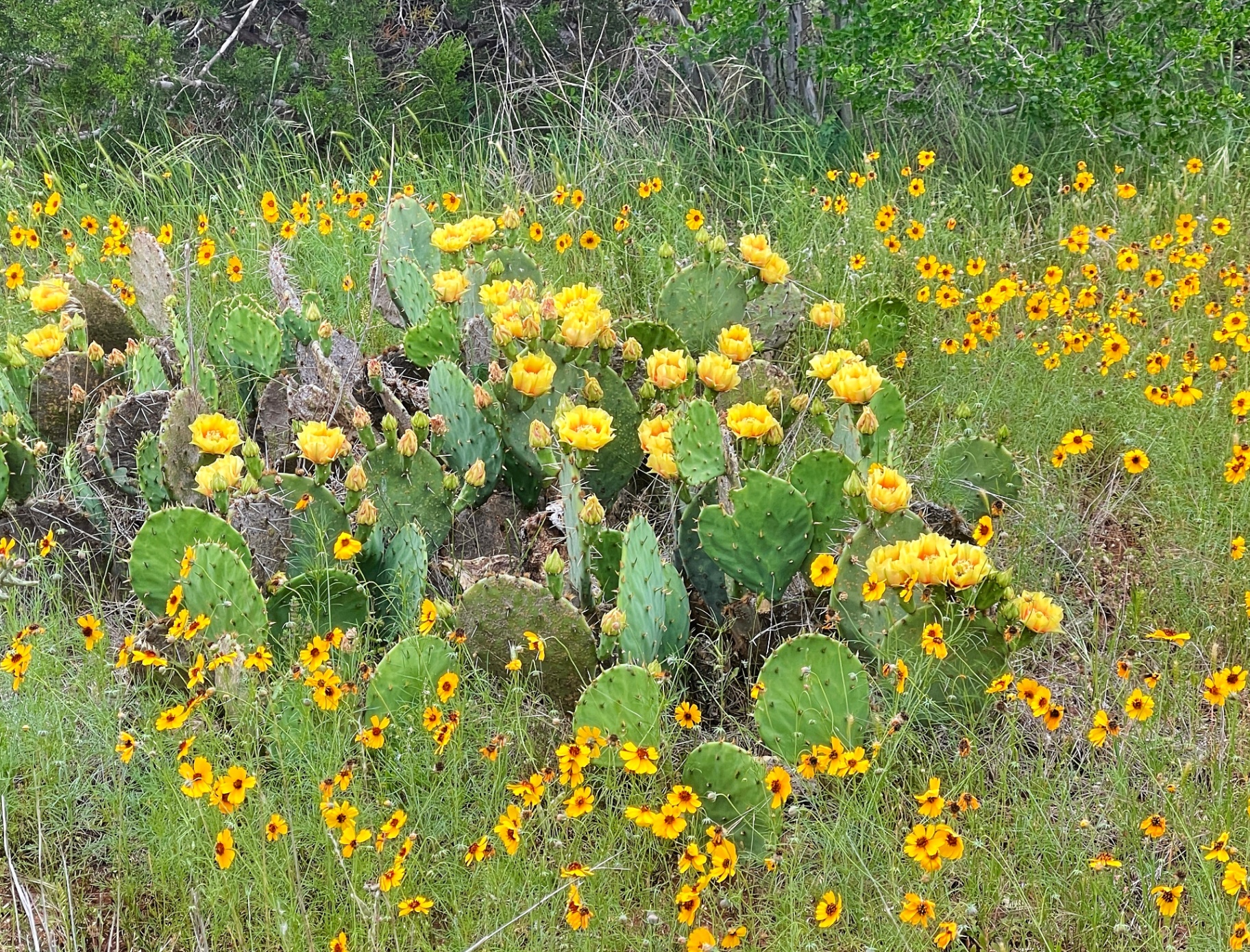 Prickly Pear & Coreopsis Field