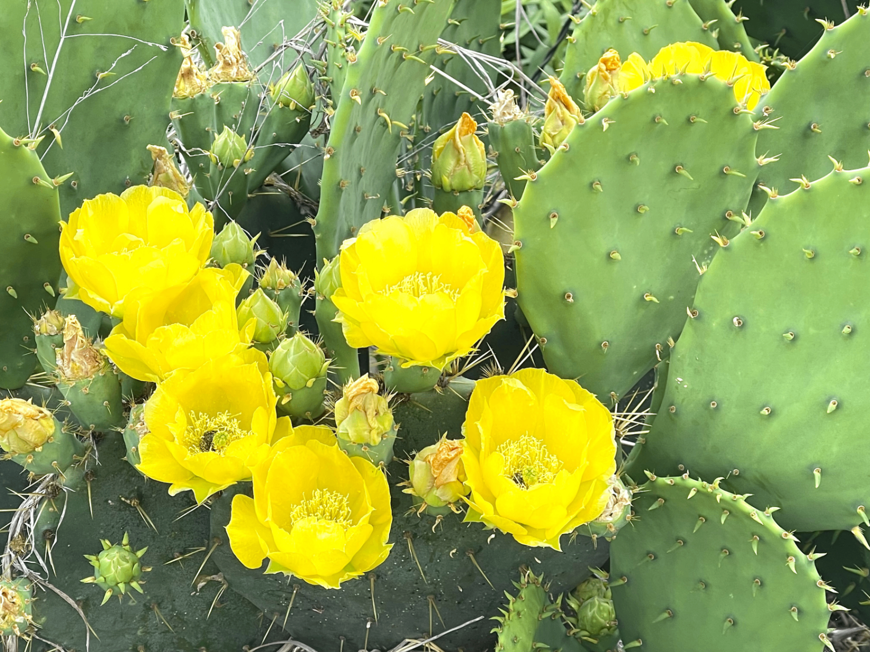 Cacti, Agaves & Succulents