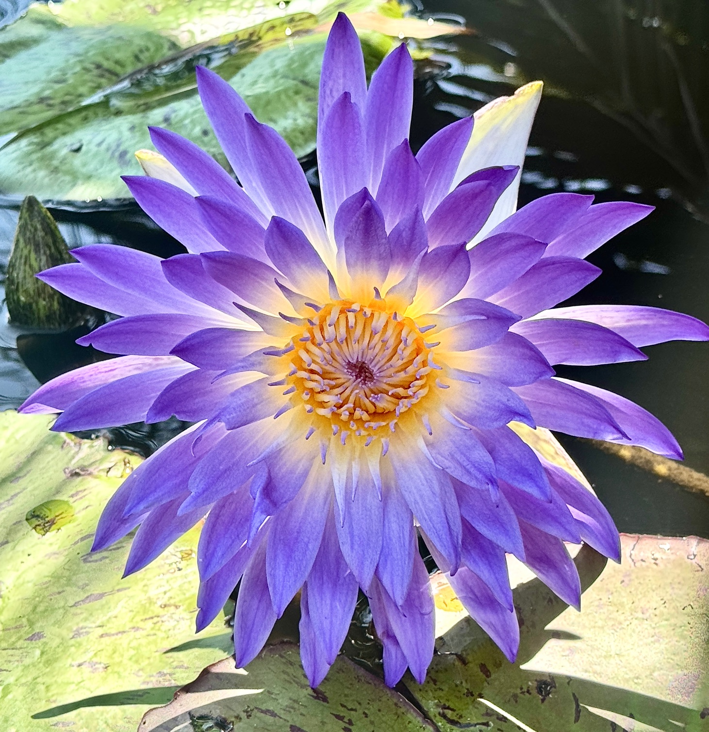 Purple Waterlily