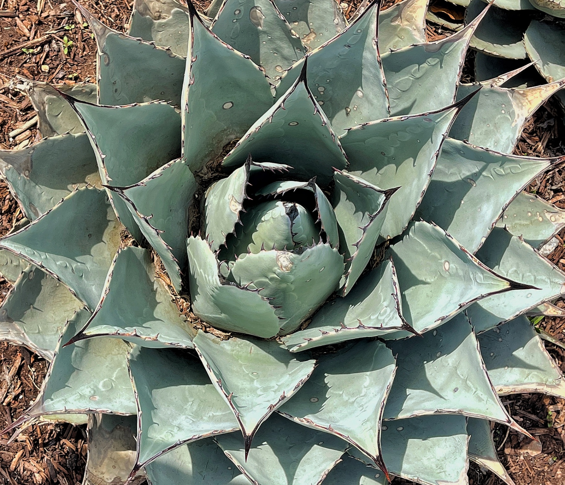 Blue Agave Rosette