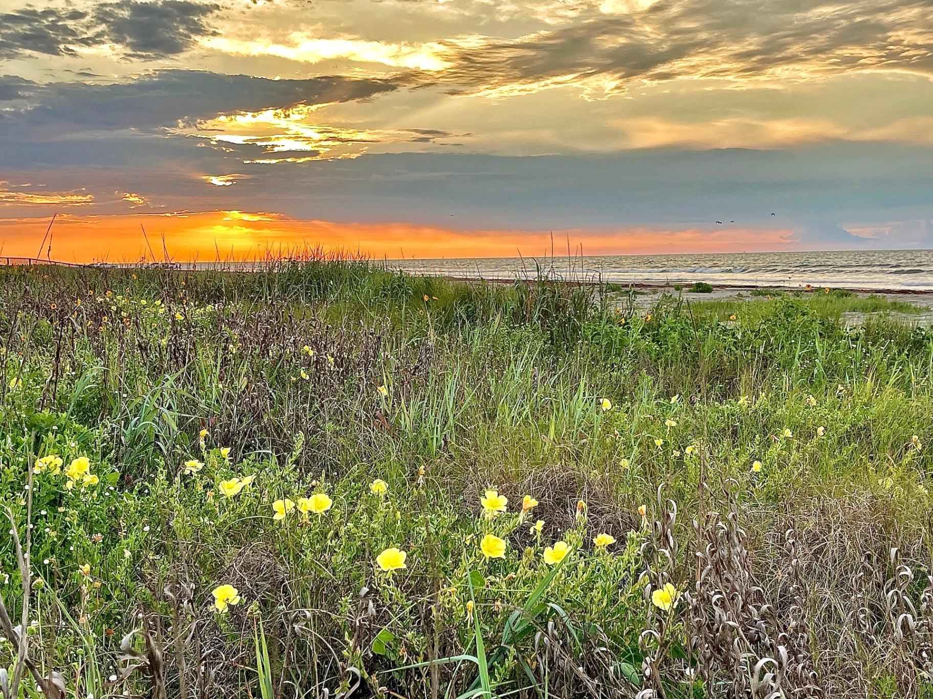 Yellow primrose blooming across Galveston dunes at sunrise over the Gulf