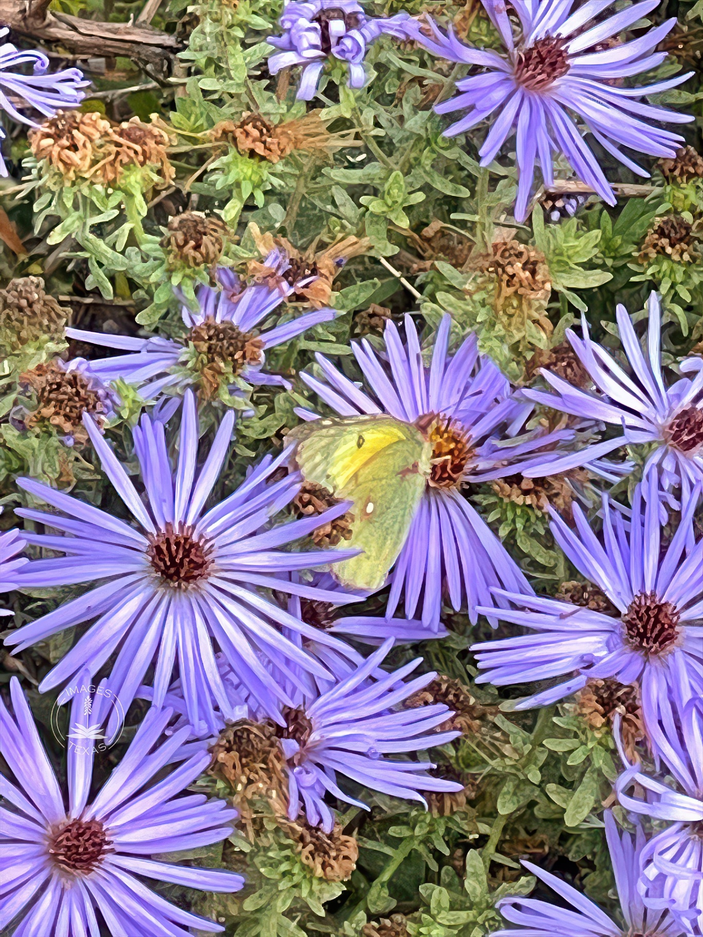Purple Asters with Butterfly