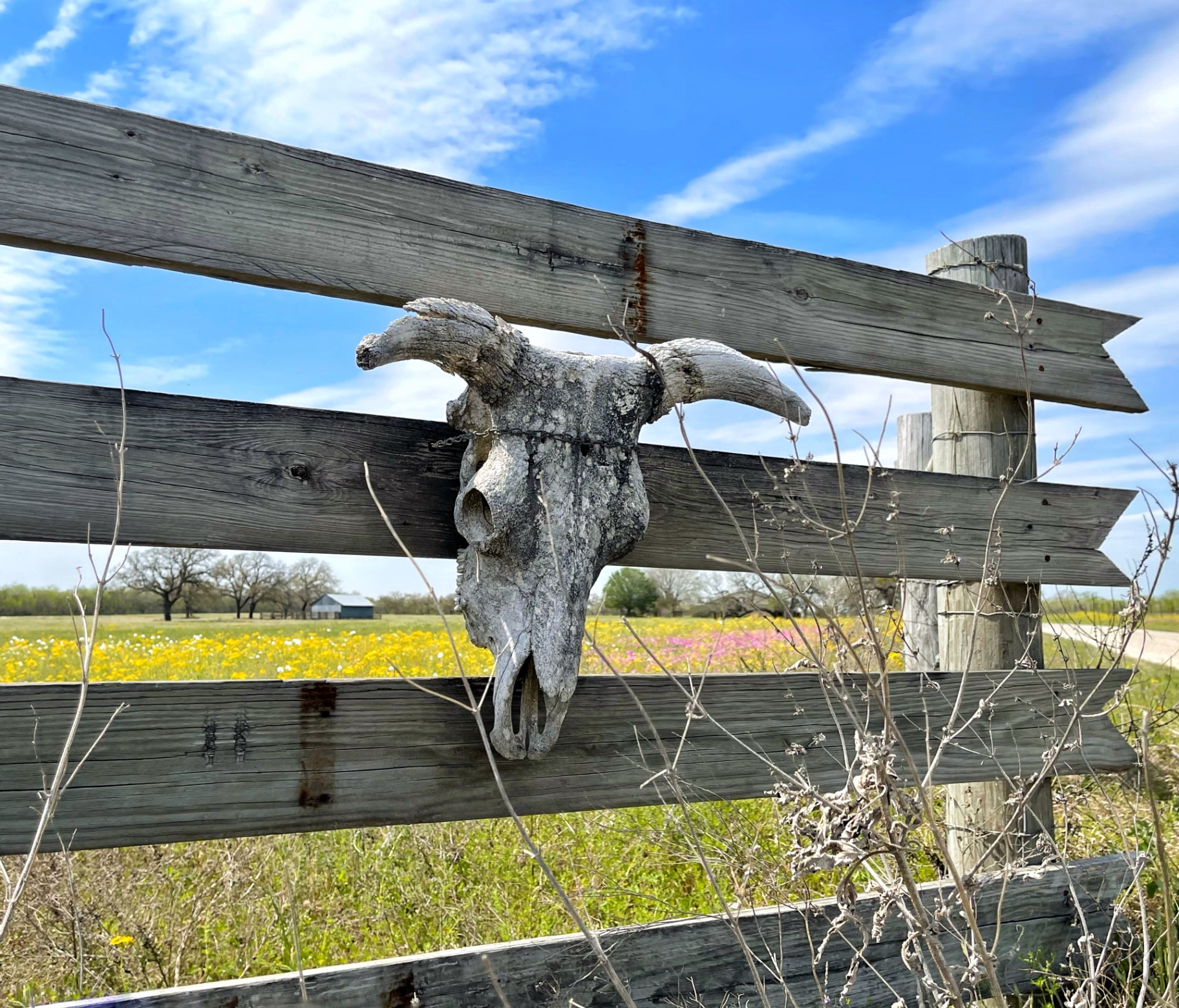 A weathered longhorn skull wired to a gray cedar fence with yellow and pink wildflowers behind it