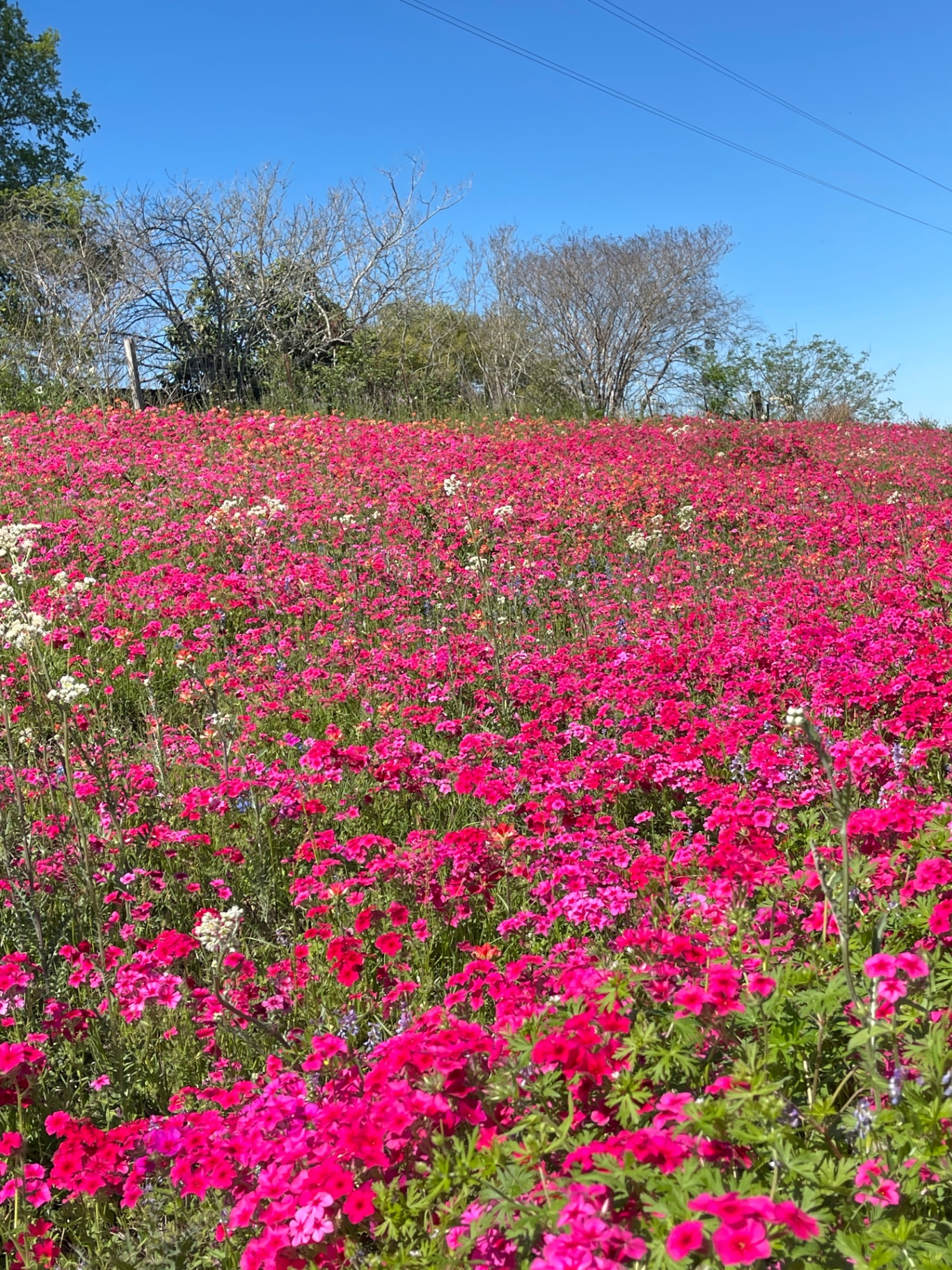 Roadside Pink Phlox