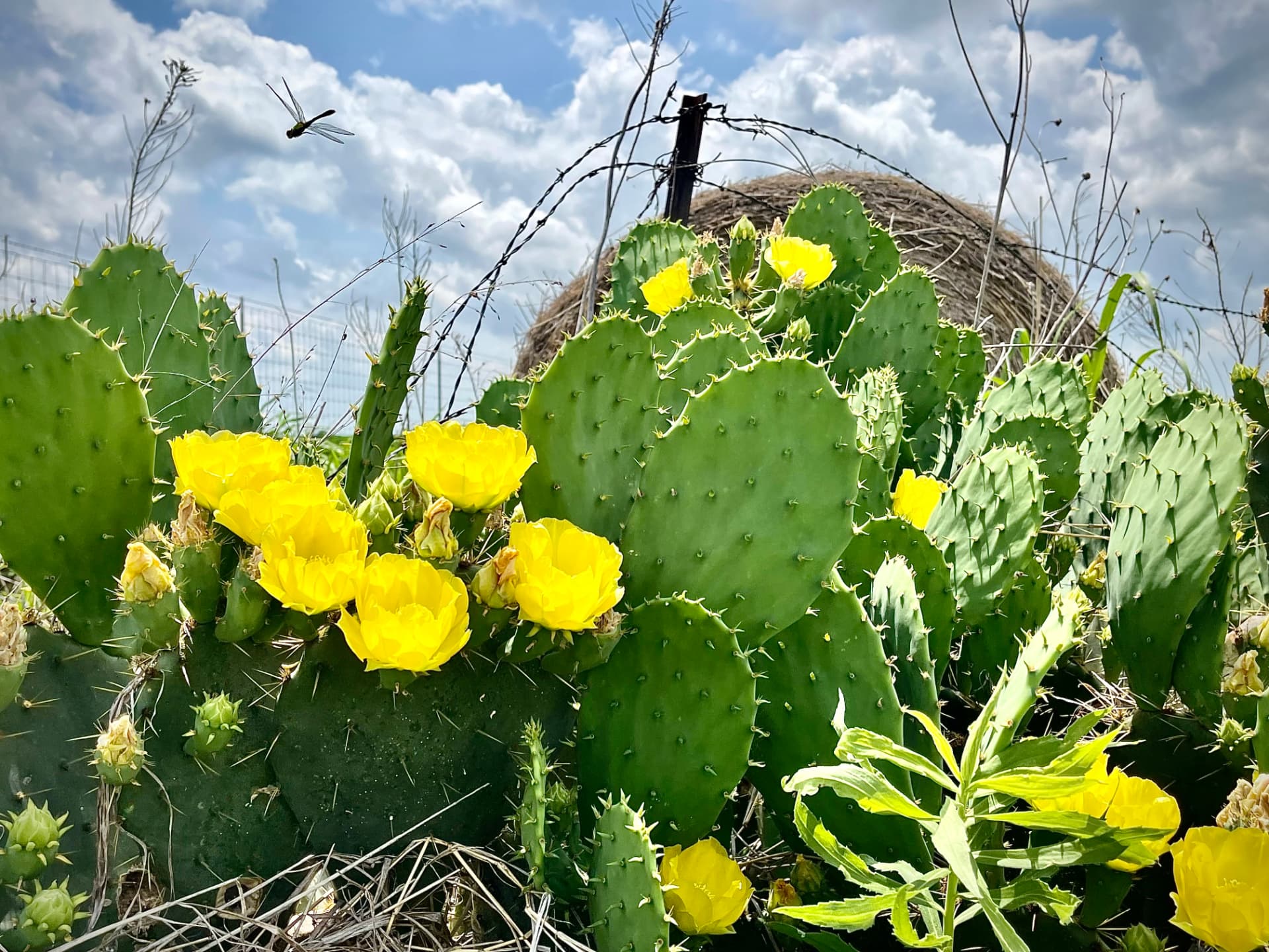 Yellow prickly pear blooms along a barbed wire fence with a dragonfly overhead and a round hay bale behind