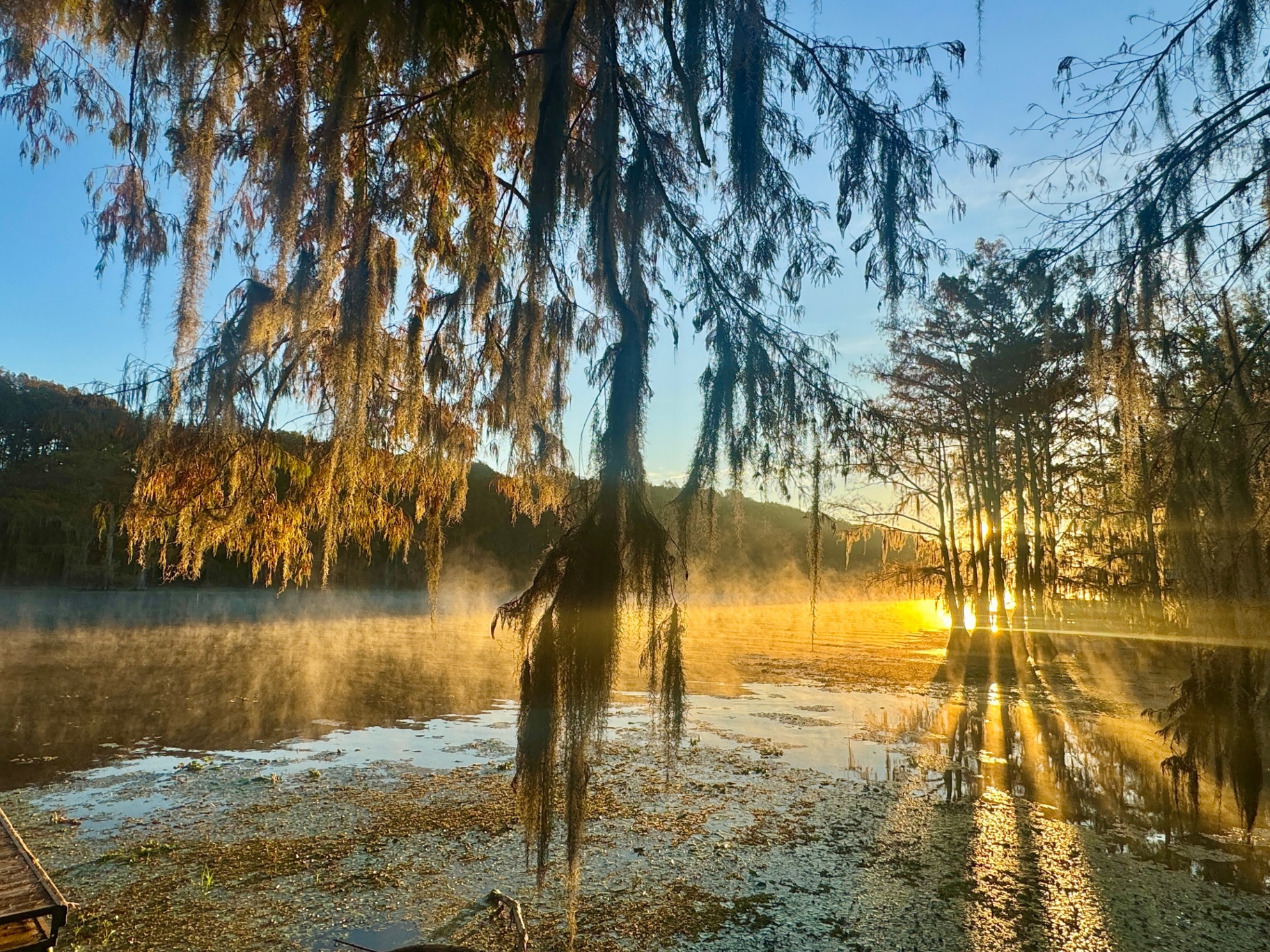 Sunbeams Through the Moss