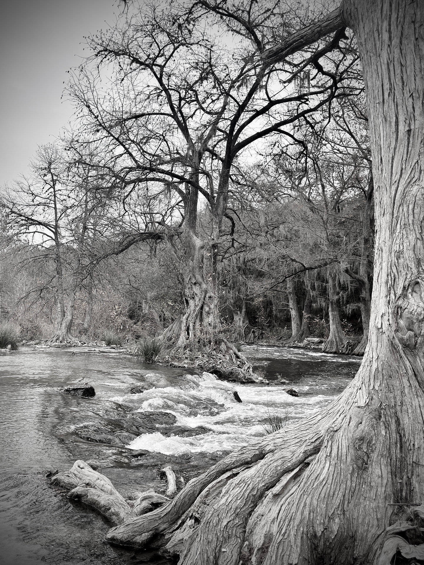 Guadalupe River Cypress
