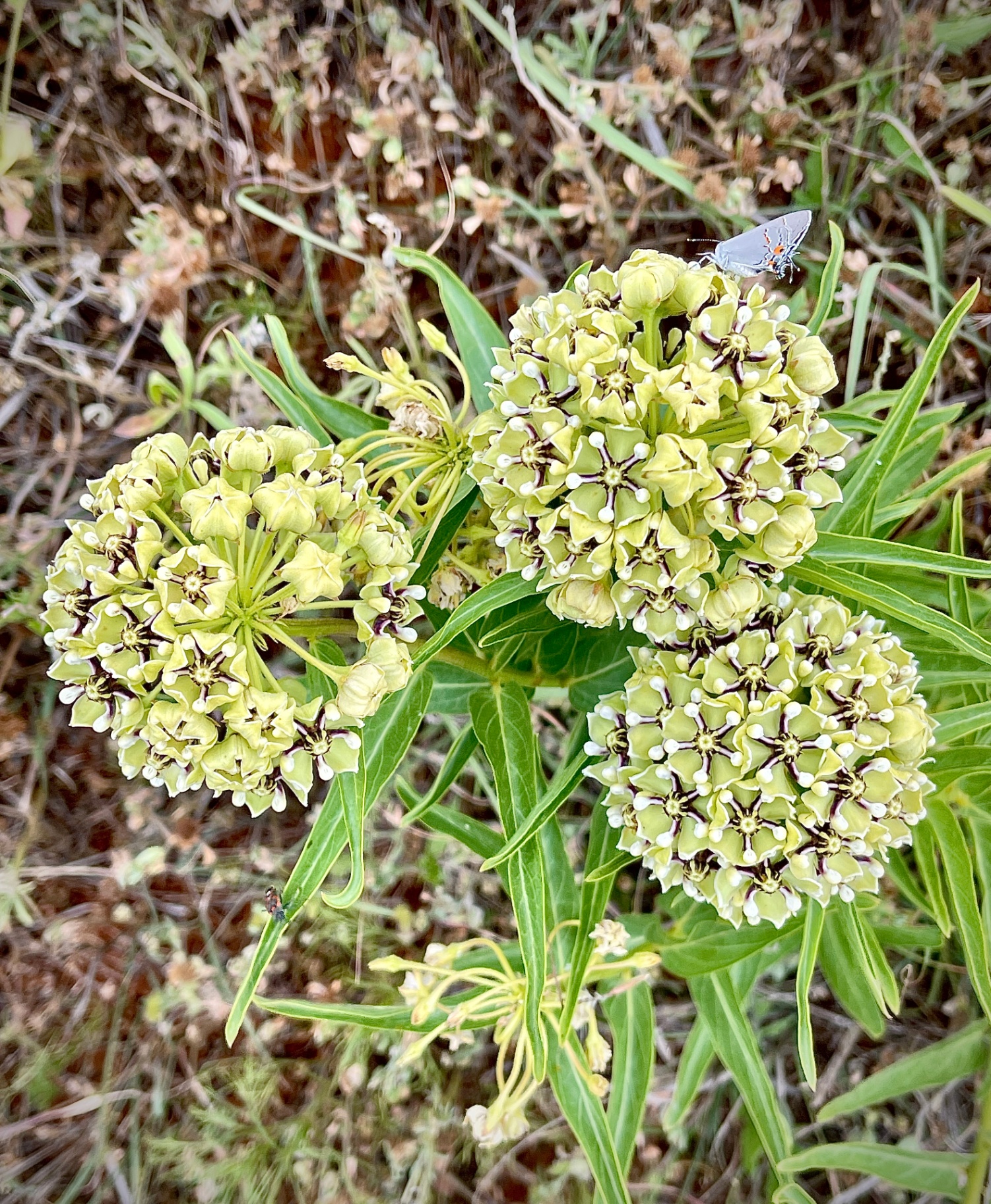Milkweed with Butterfly