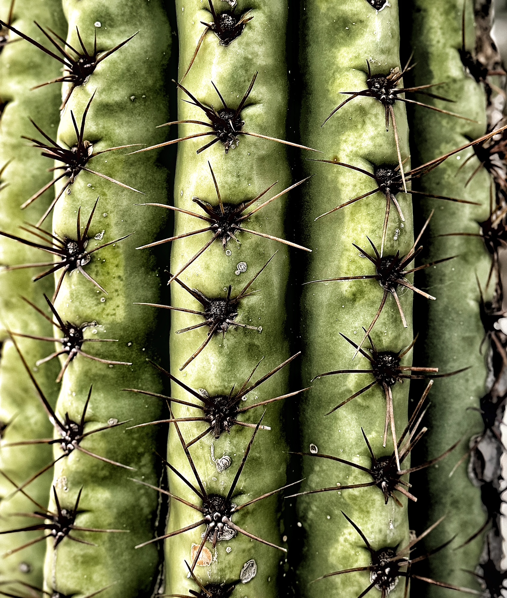 Cactus Spines, Subtle Macro