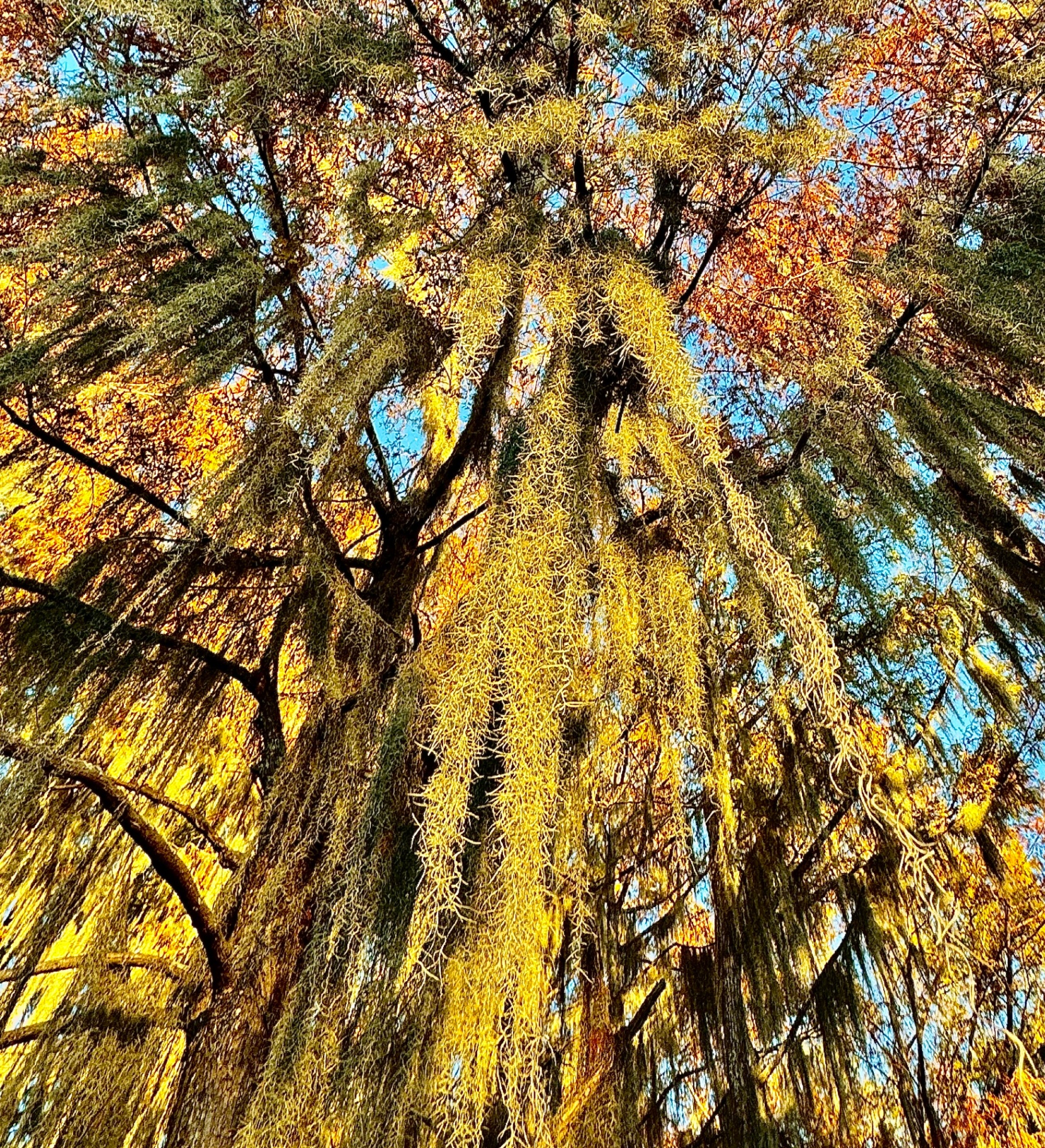 Spanish Moss on Autumn Cypress