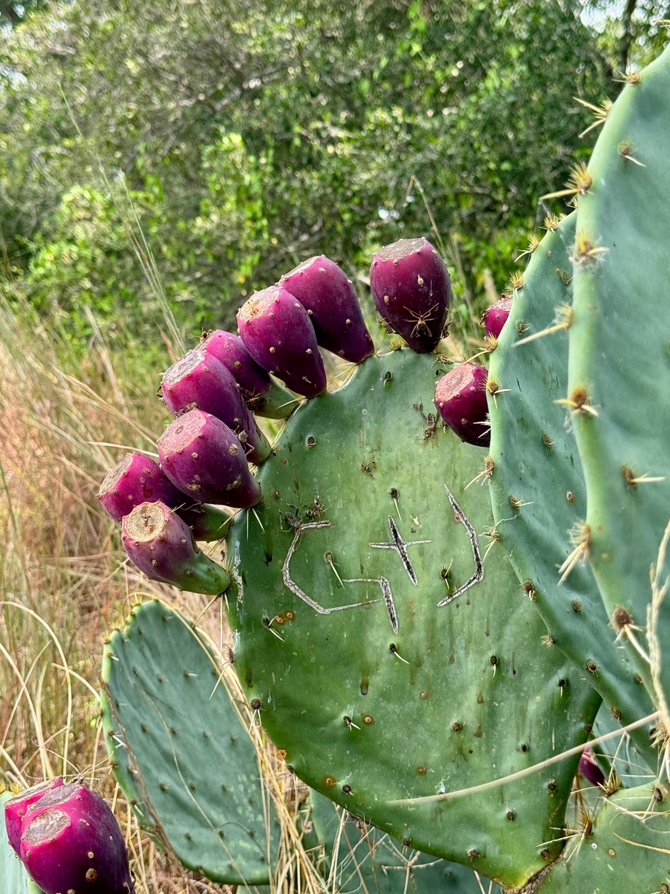 Prickly Pear Fruit in Magenta