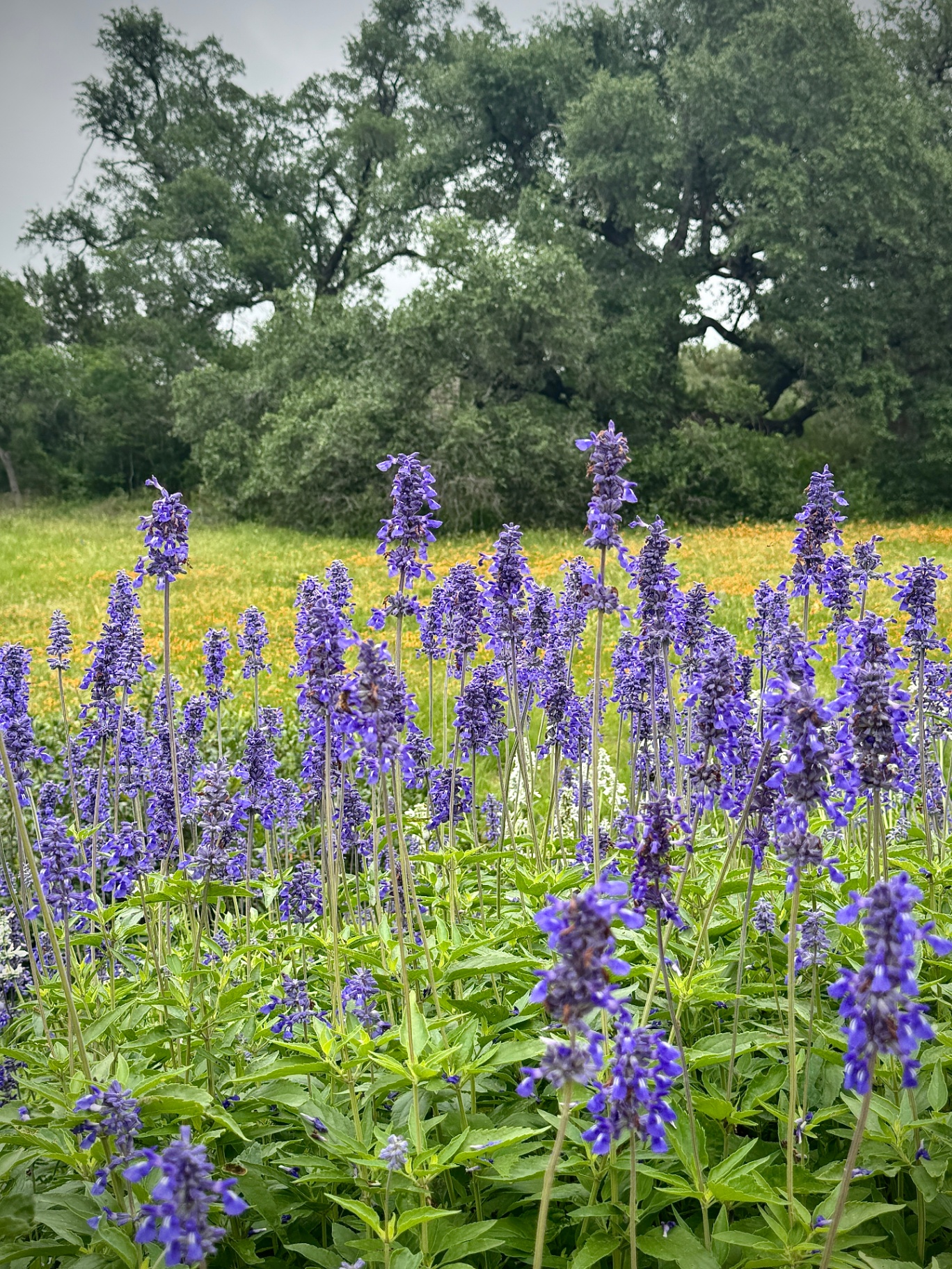 Mealy Sage in Bloom