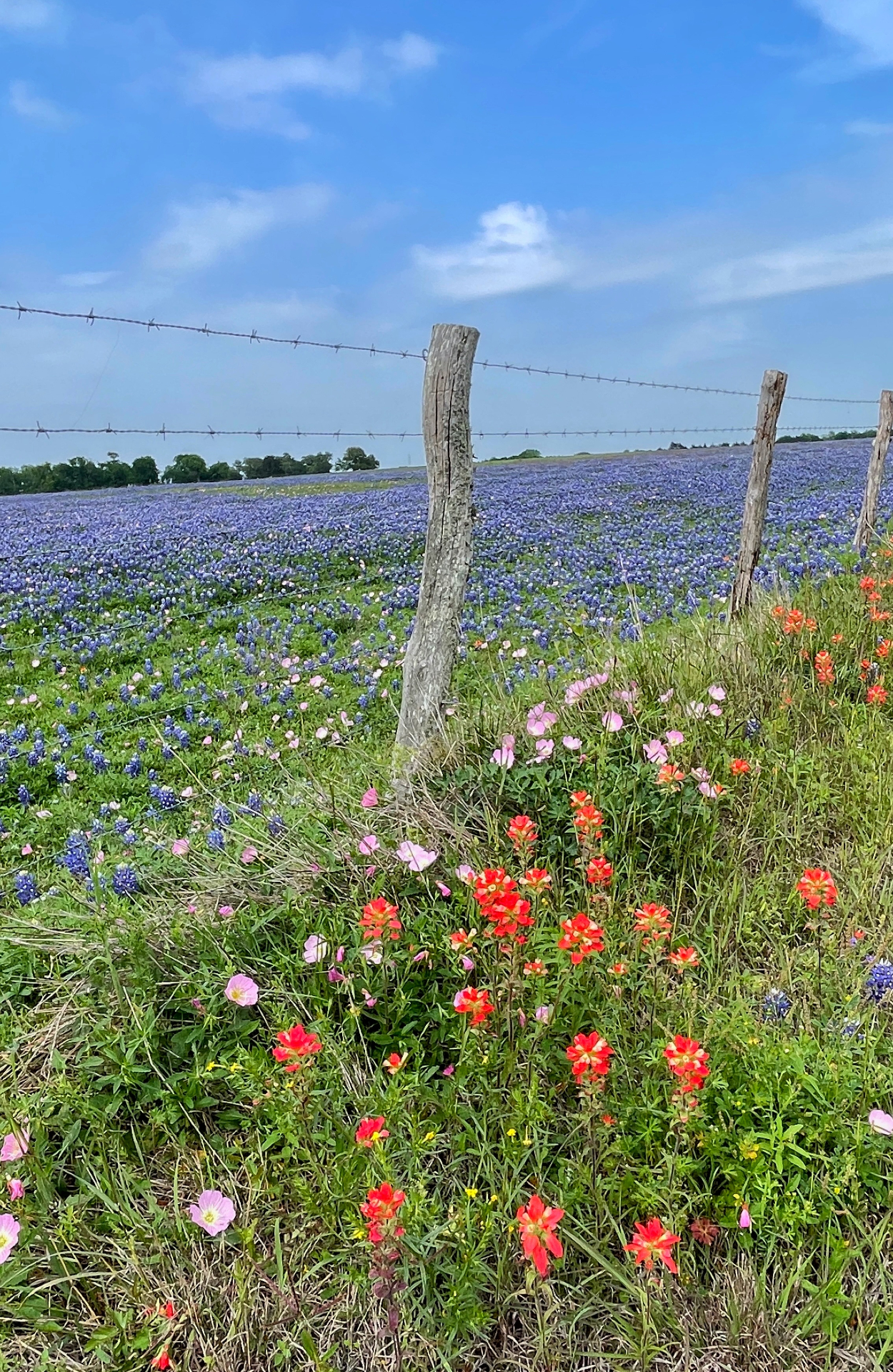 Bluebonnets & Paintbrush Along the Fence Row