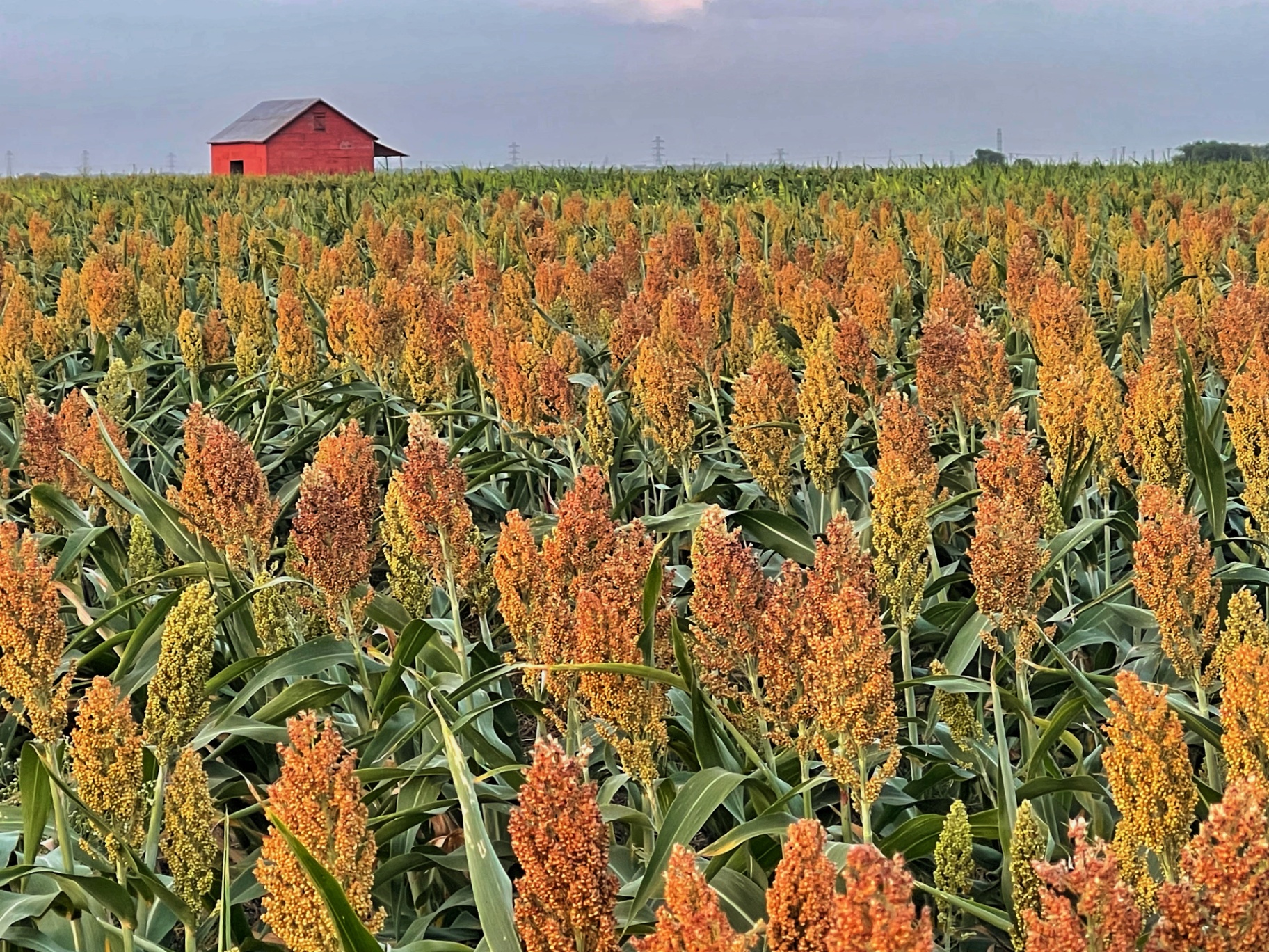 Red Barn Over Sorghum at Dusk