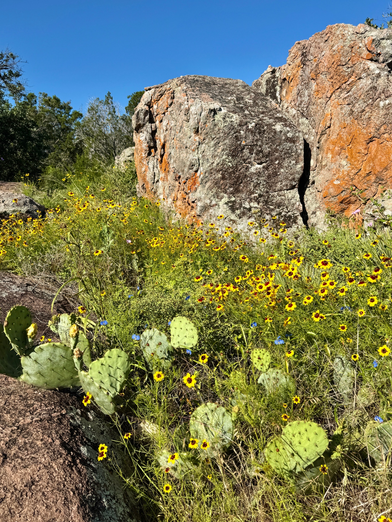 Coreopsis Below Pink Granite