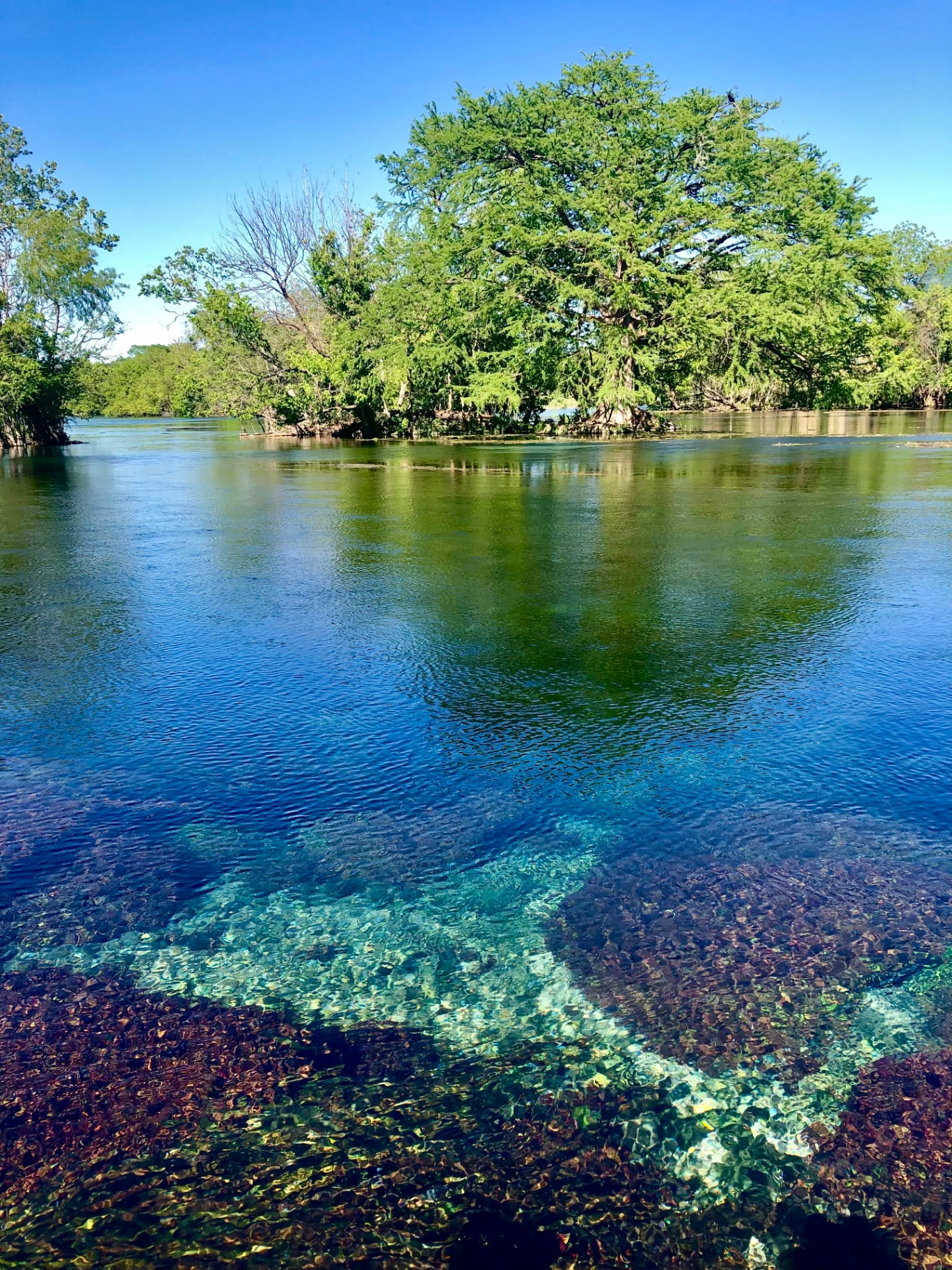 Comal River at Landa Park