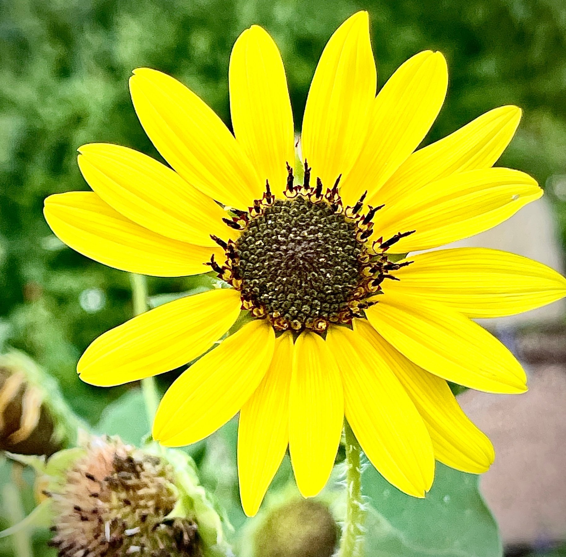 Common Sunflower
