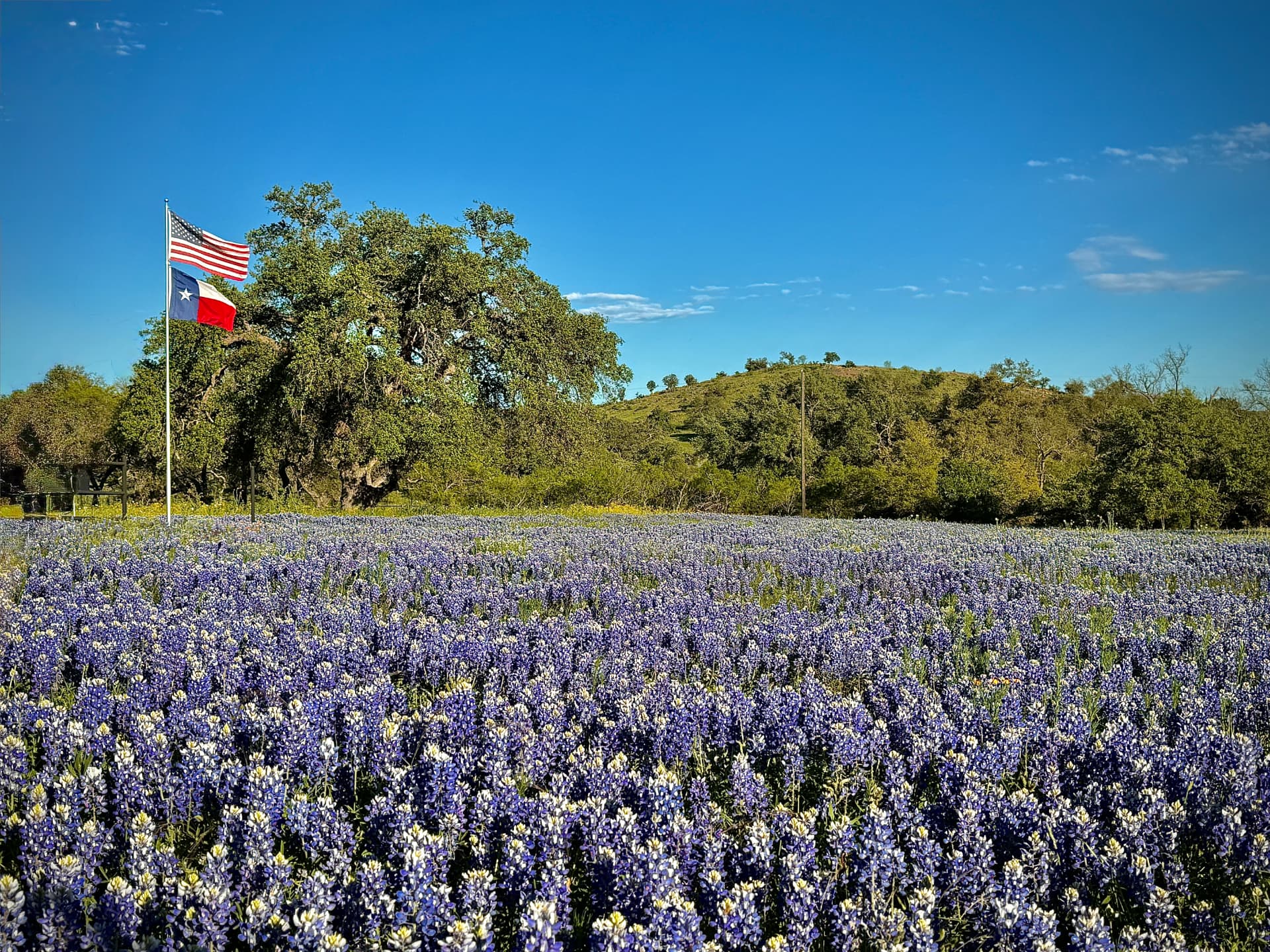 American and Texas flags flying over a live oak beside a field of bluebonnets in Willow City