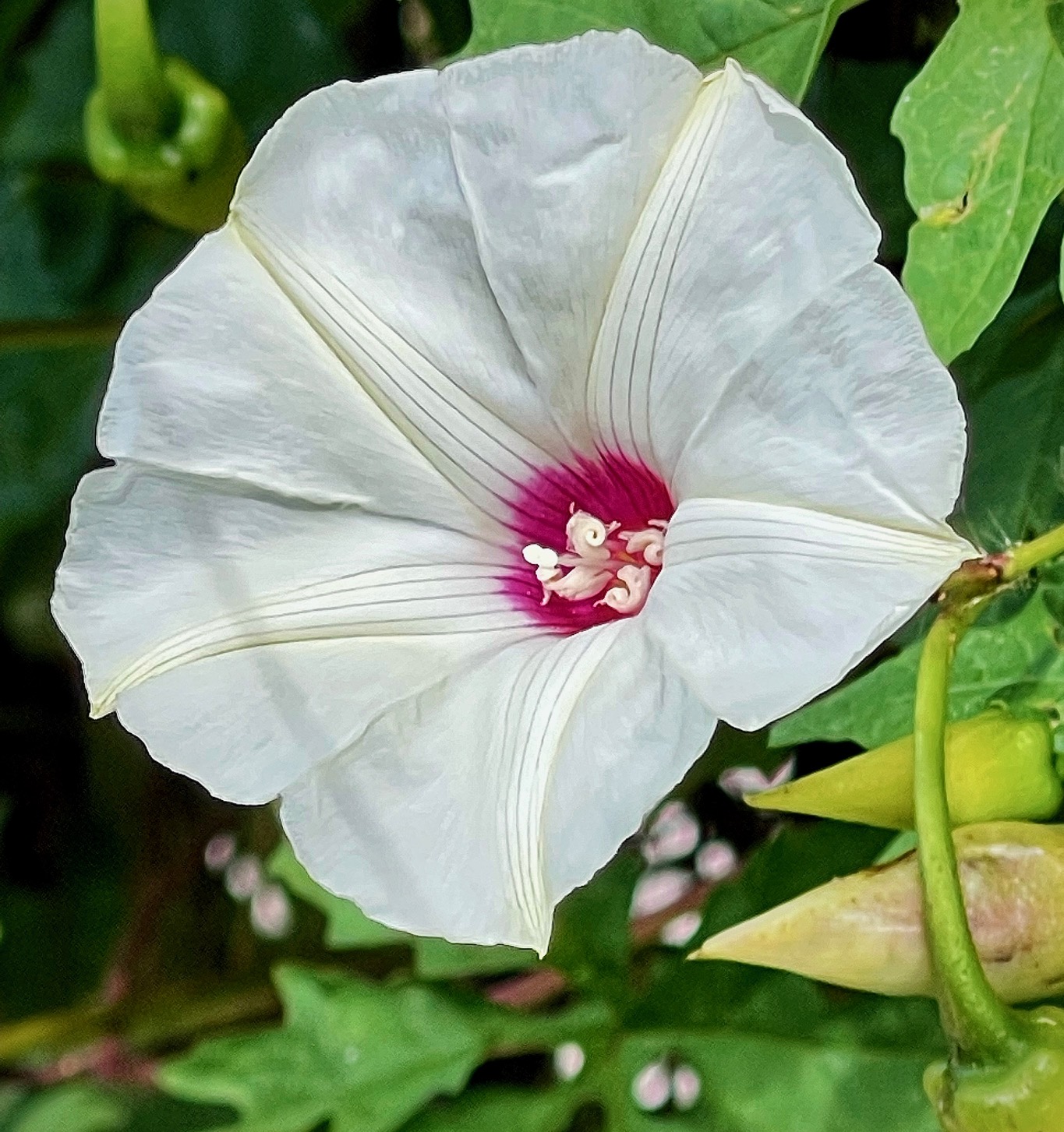 White Morning Glory