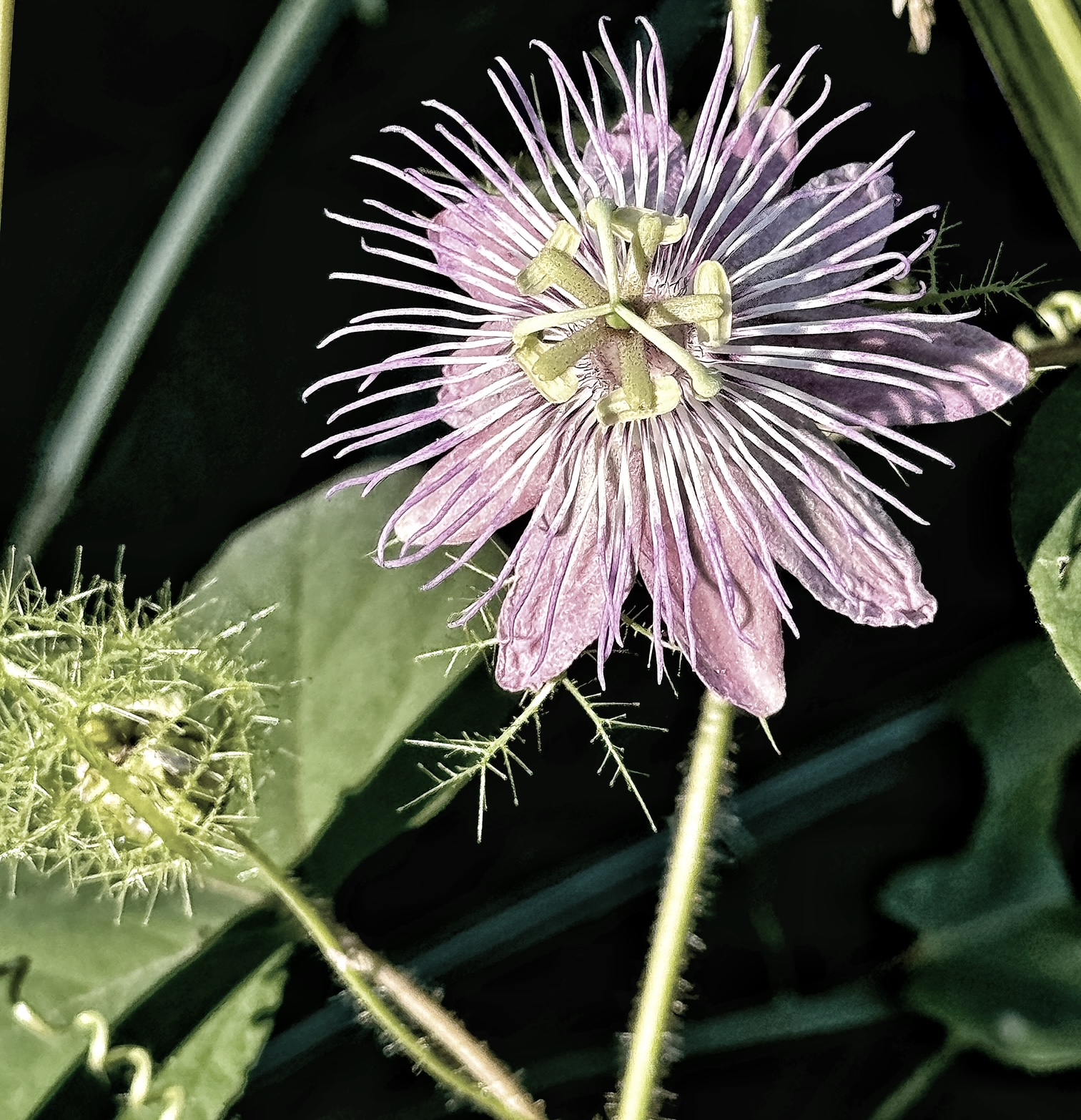 Passionflower in Low Light