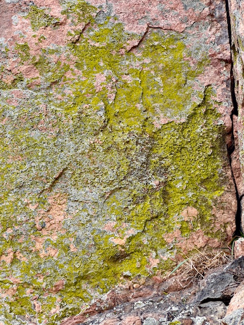 Chartreuse Lichen on Pink Granite
