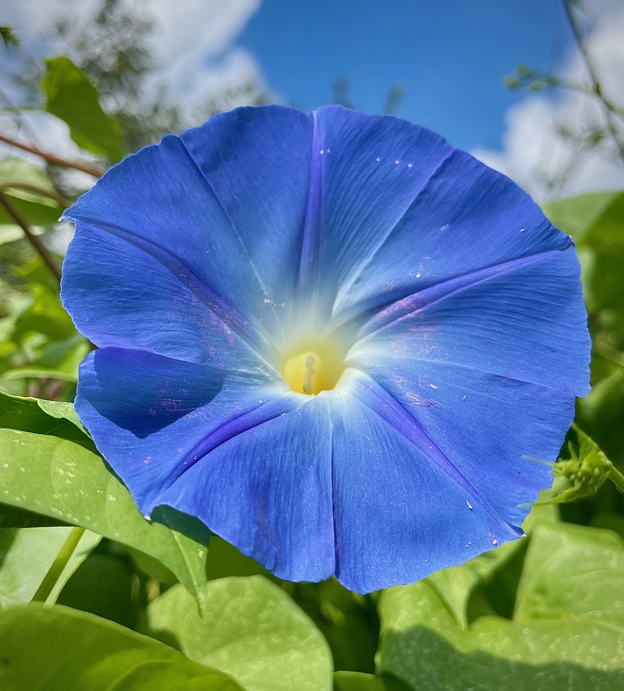 Blue Morning Glory