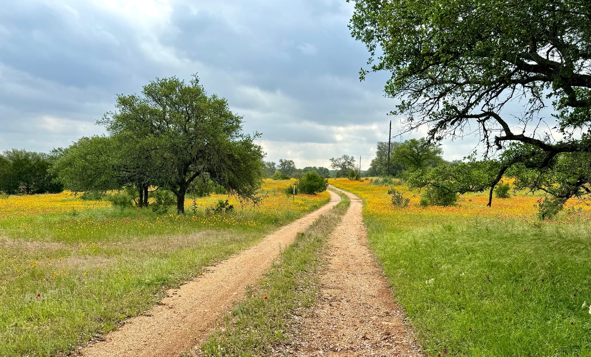 A winding country road through golden Texas wildflowers beneath a wide sky