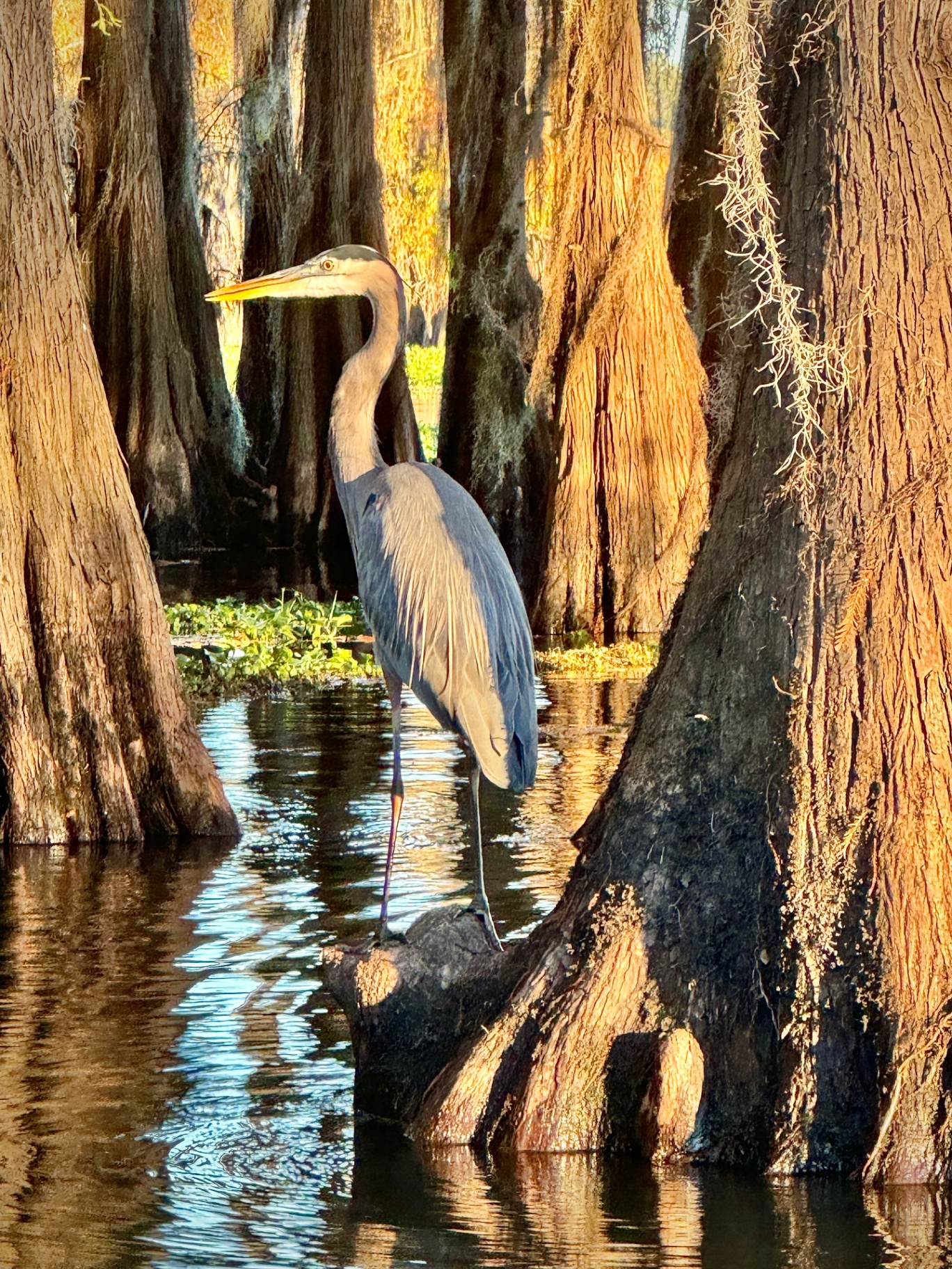 Great Blue Heron Among the Cypress