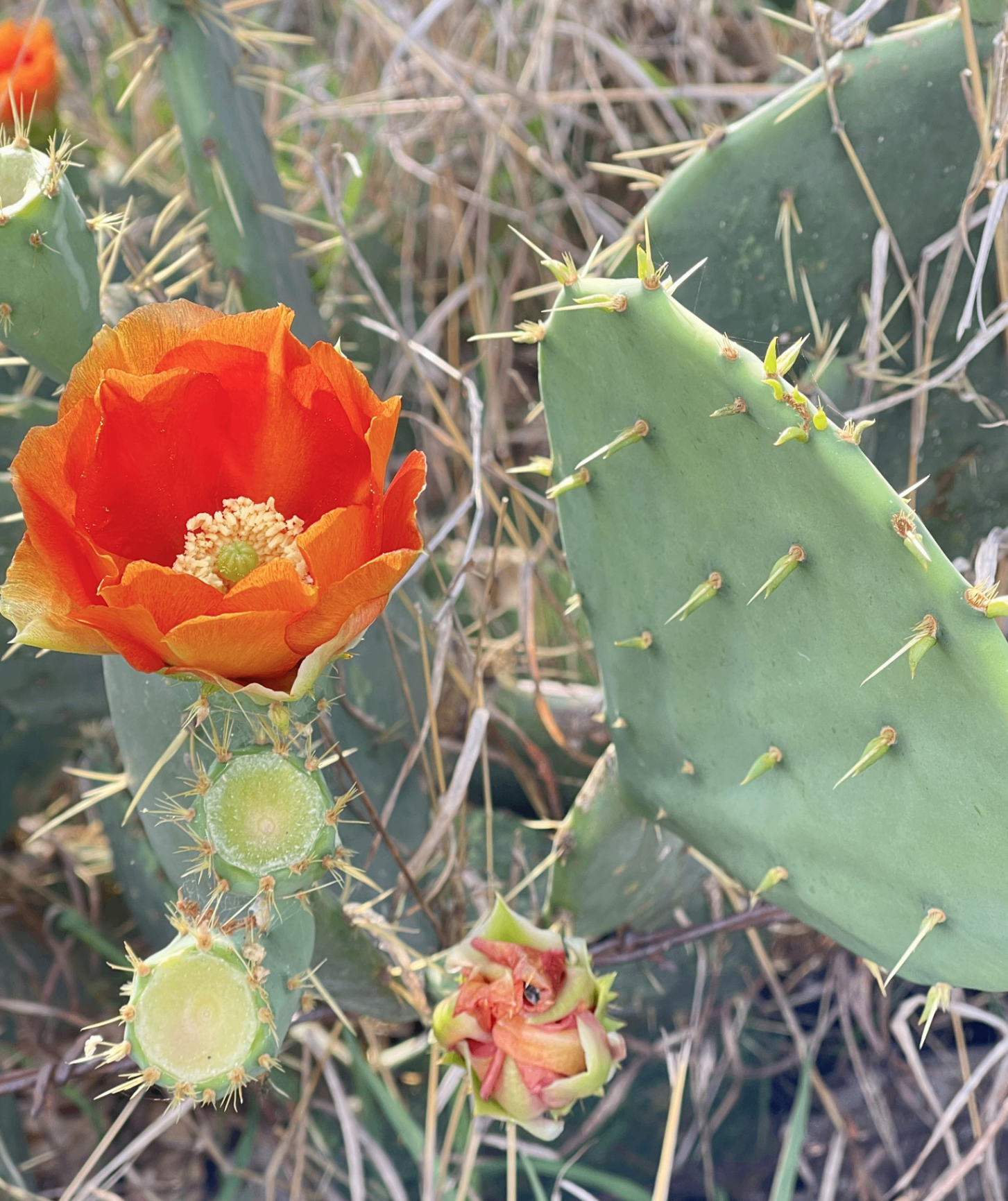 Orange Prickly Pear Flower