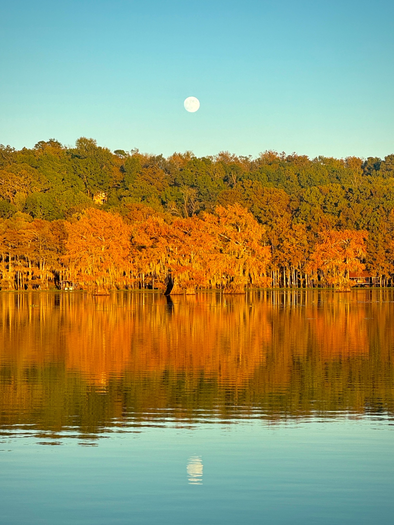 Moonrise Over Autumn Cypress