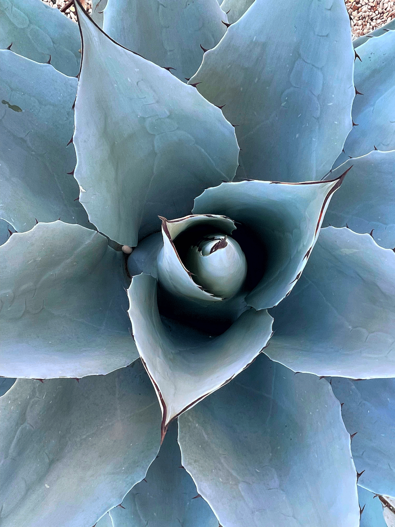 Agave Rosette from Above