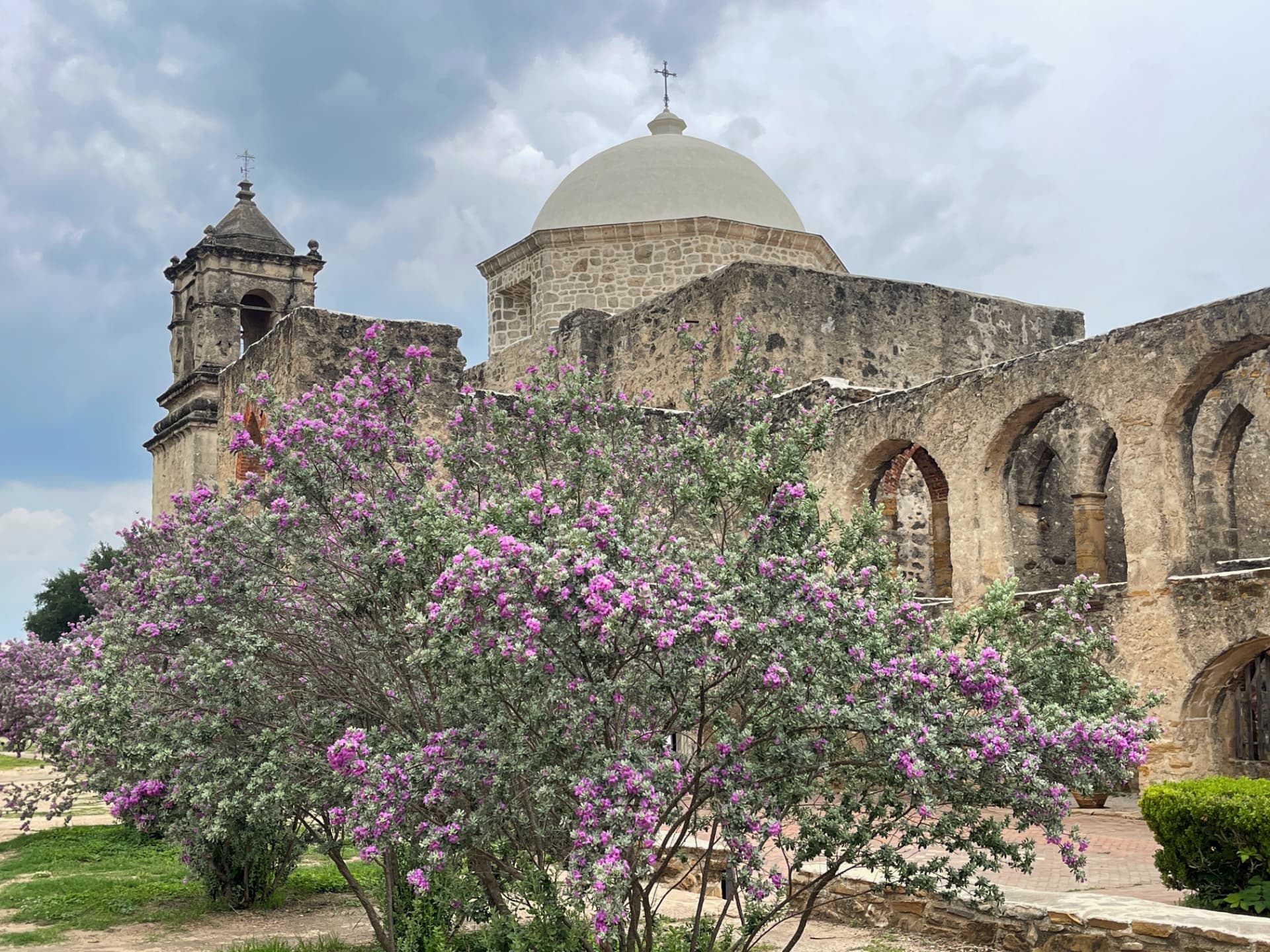 Blooming purple cenizo in front of a historic San Antonio mission dome and bell tower