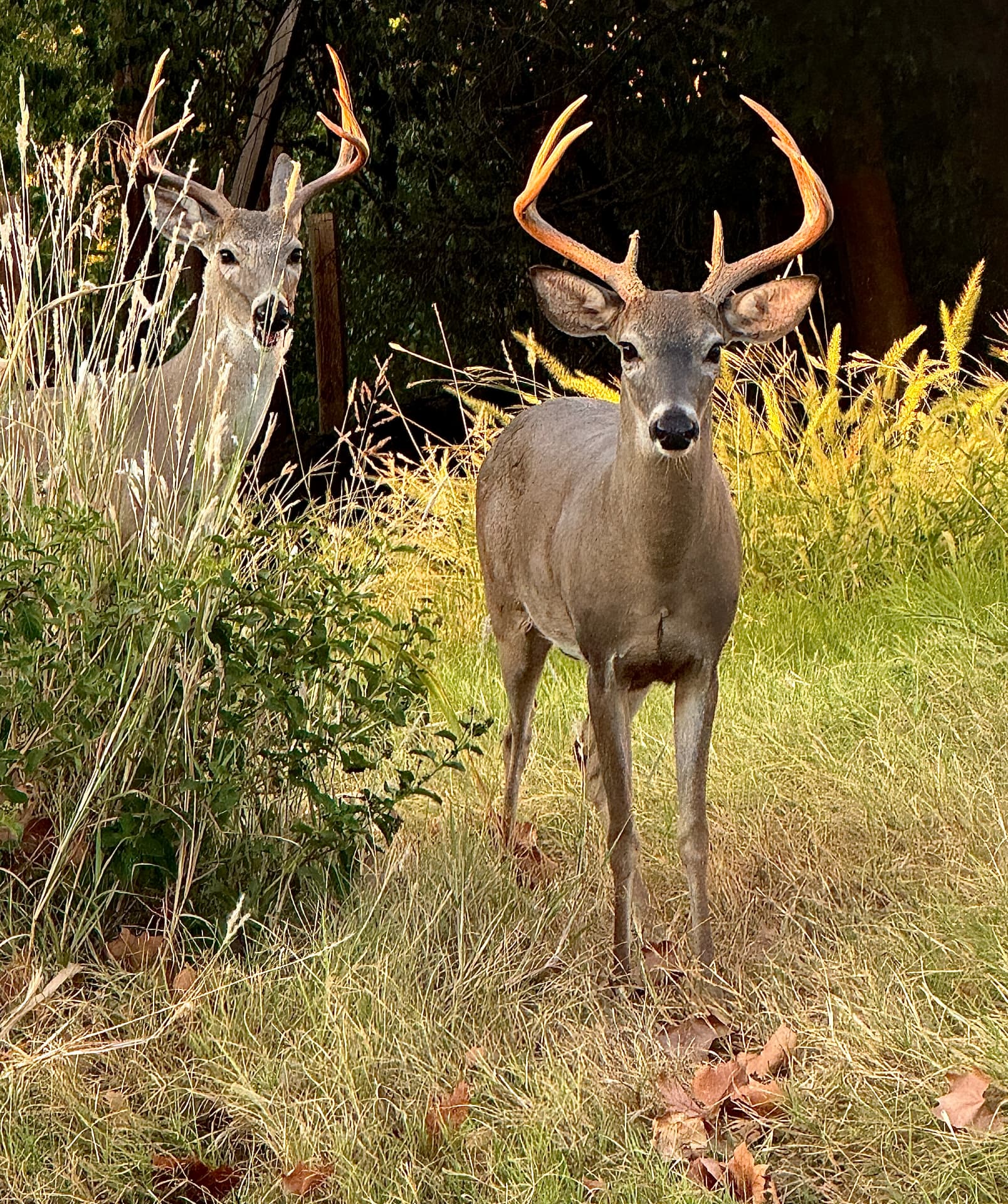 Whitetail Bucks in Golden Grass