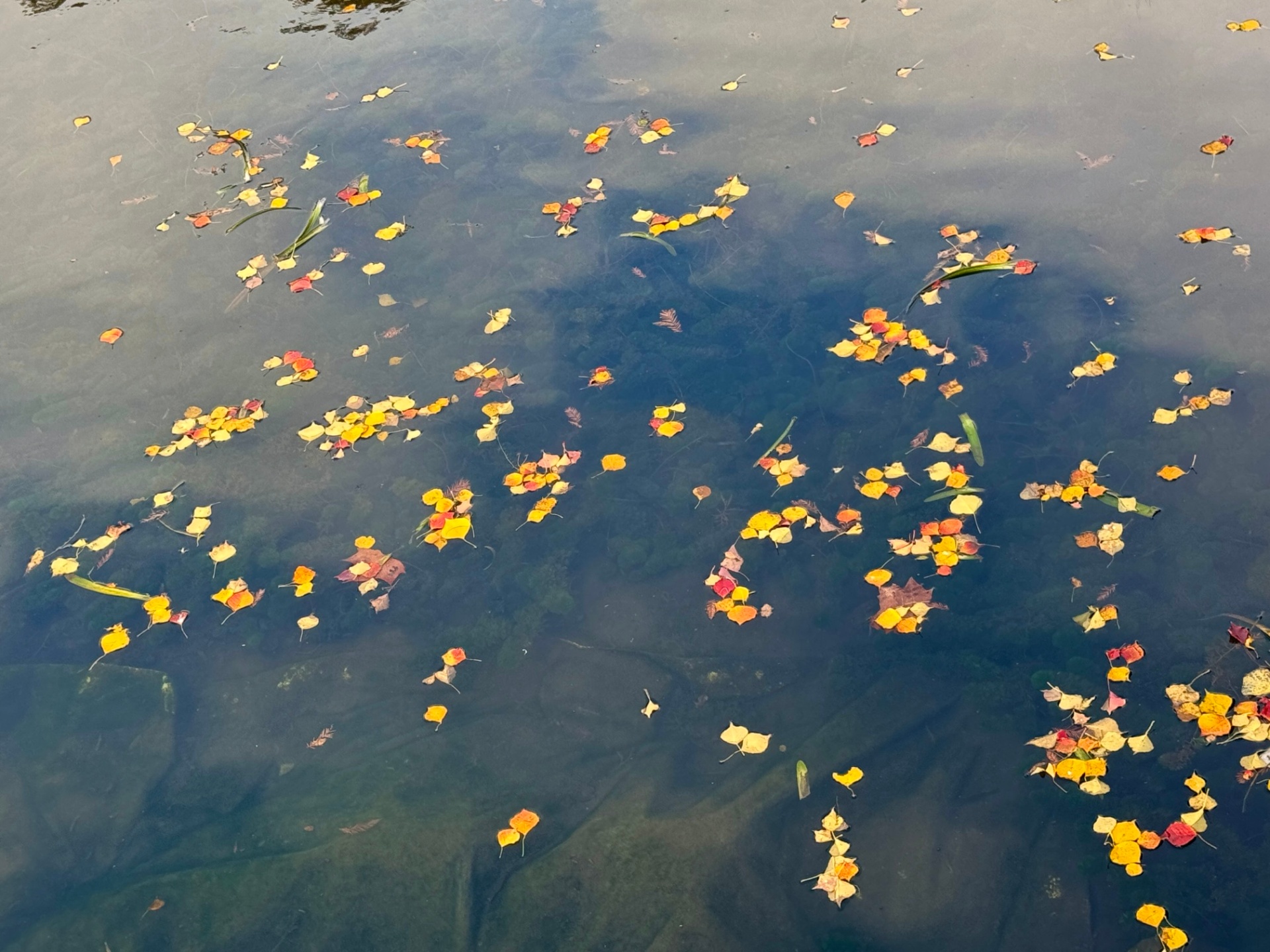 Floating Autumn Leaves