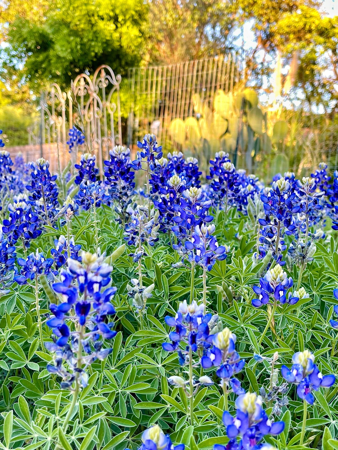 Bluebonnets and Cactus