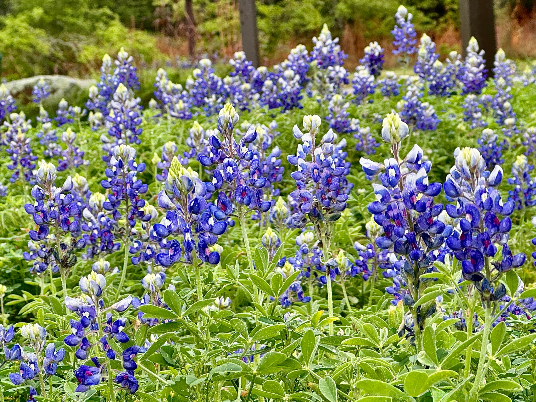 Bluebonnets at Lake Somerville