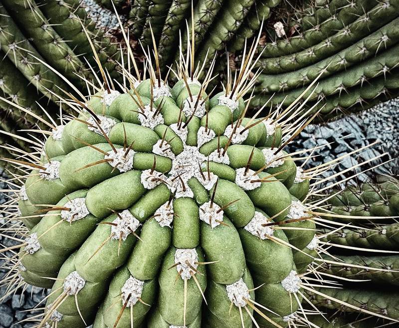 Barrel Cactus Crown from Above