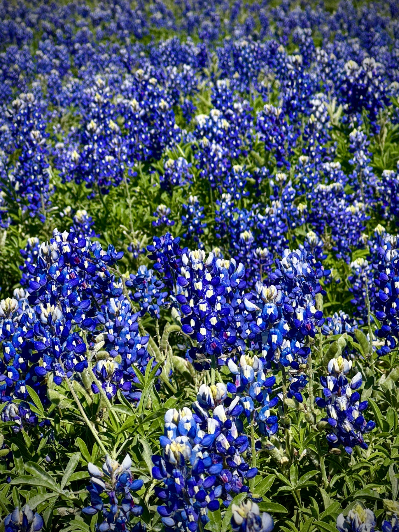 Bluebonnet Field