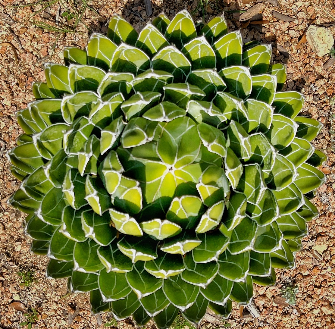 Queen Victoria Agave from Above