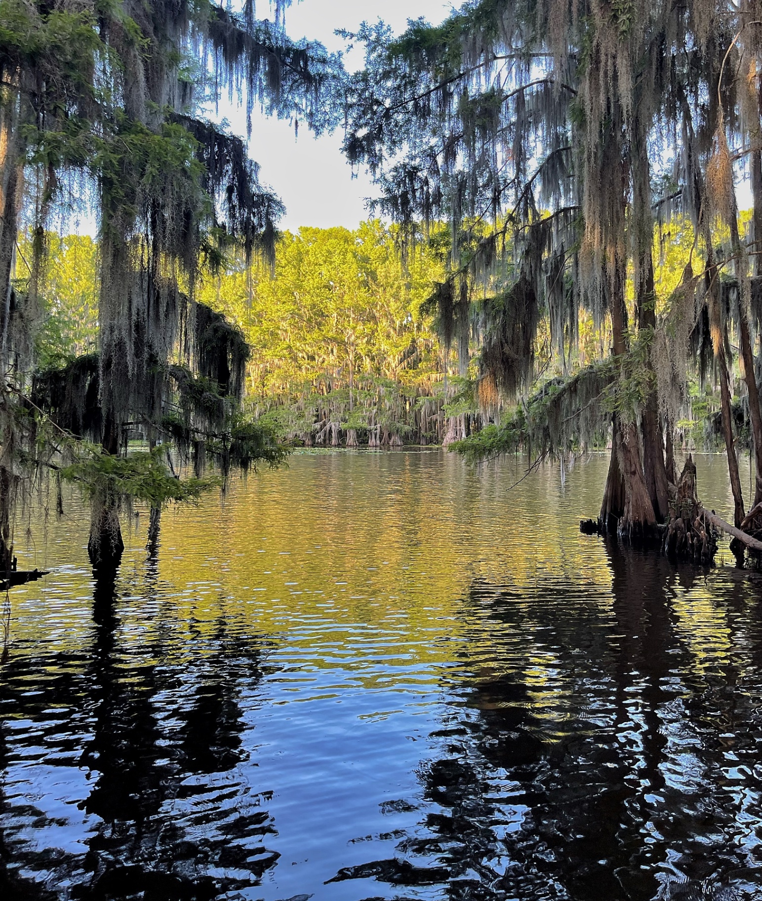 Spanish Moss Cathedral