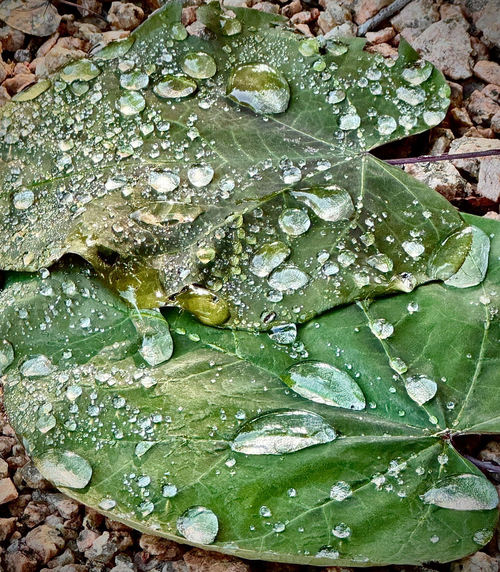 Rain-Beaded Leaf