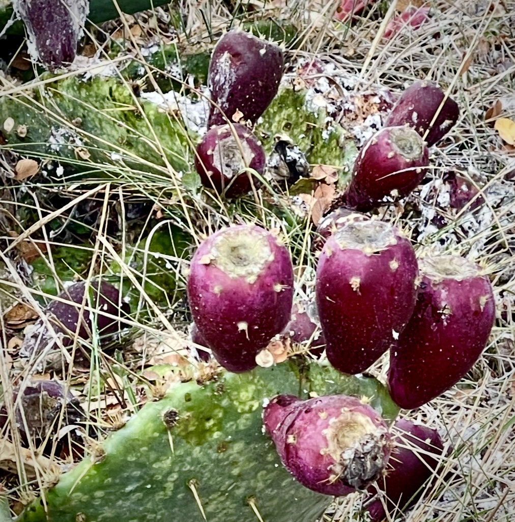 Prickly Pear Tunas in Winter